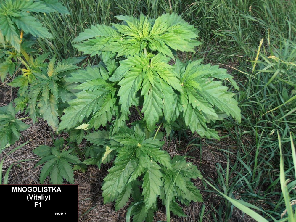 многолистка репорт.jpg