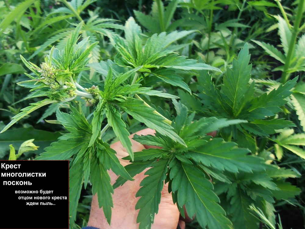 посконь многолистка.jpg