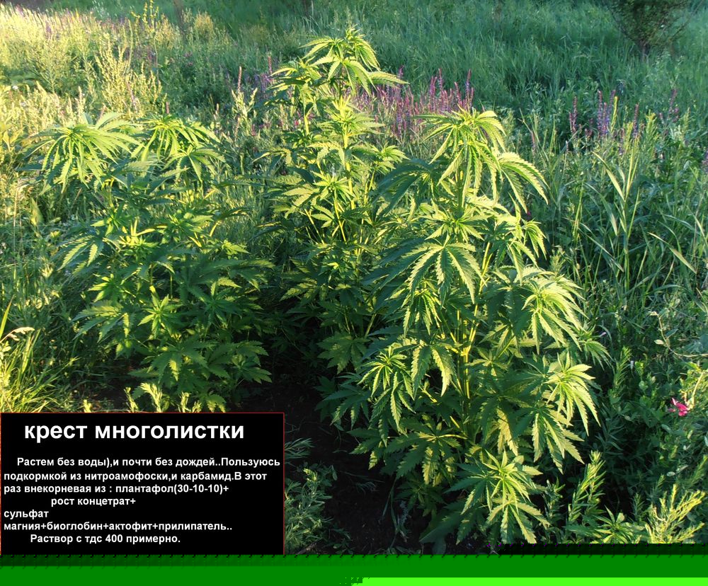 крест многолистка.jpg