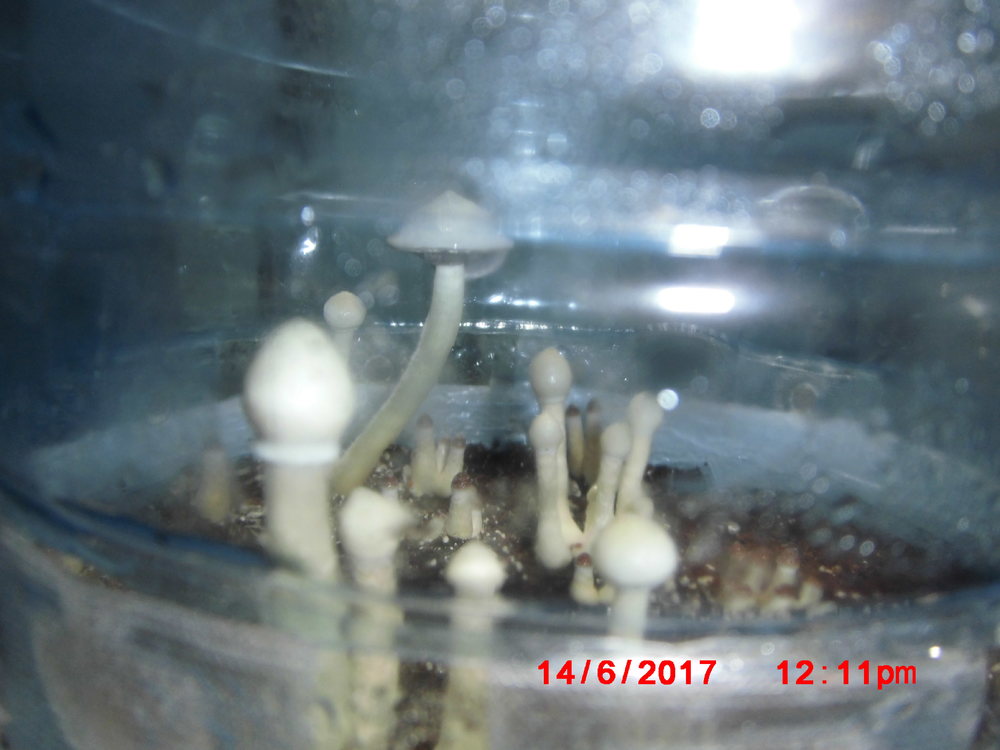CIMG5133.thumb.JPG.ed2c549751cc051601bd5d3b5163cff7.JPG