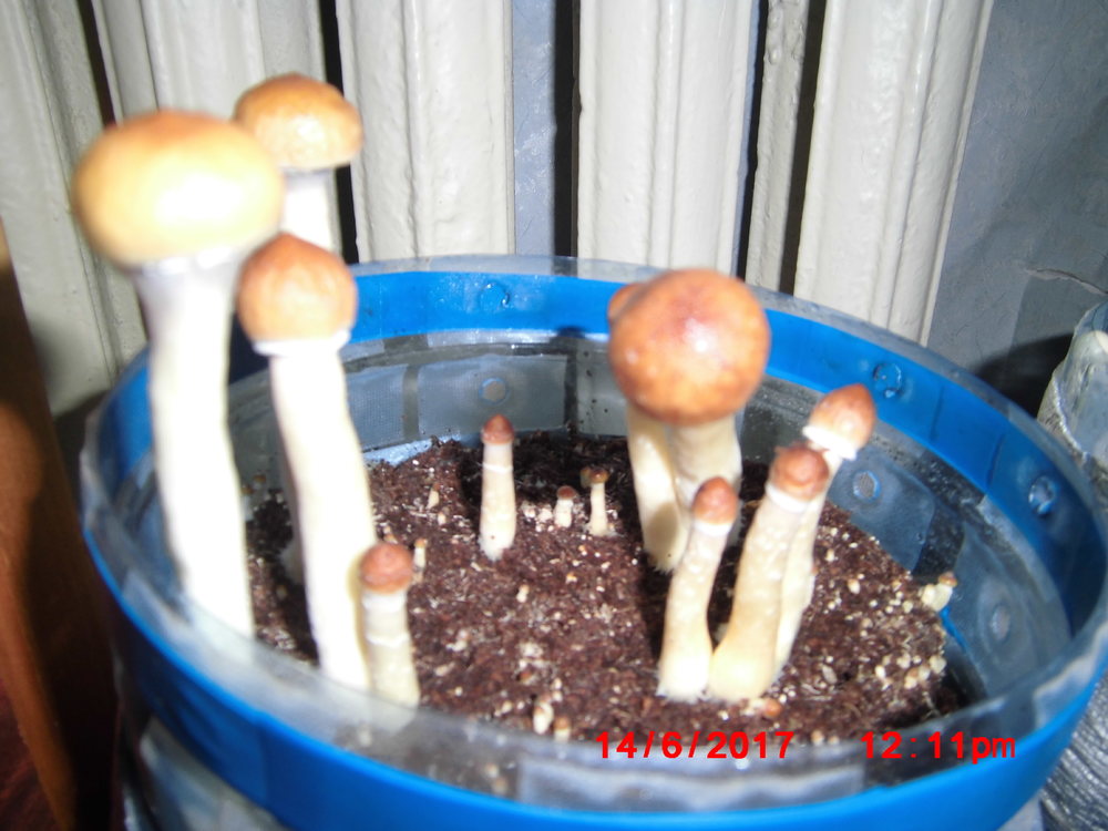 CIMG5136.thumb.JPG.1bcd7ca8e3390fc782fc8c68ade81588.JPG