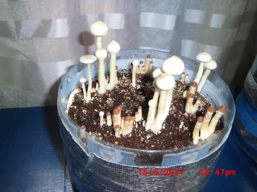 CIMG5146.thumb.JPG.89a3e6686e346d8d552fd10f1ac70b42.JPG