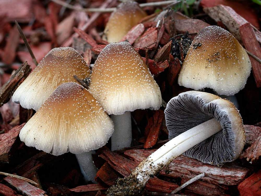 Coprinellus-micaceus-003.thumb.jpg.5fa7683b141c0581cf9a4fa39fb22285.jpg