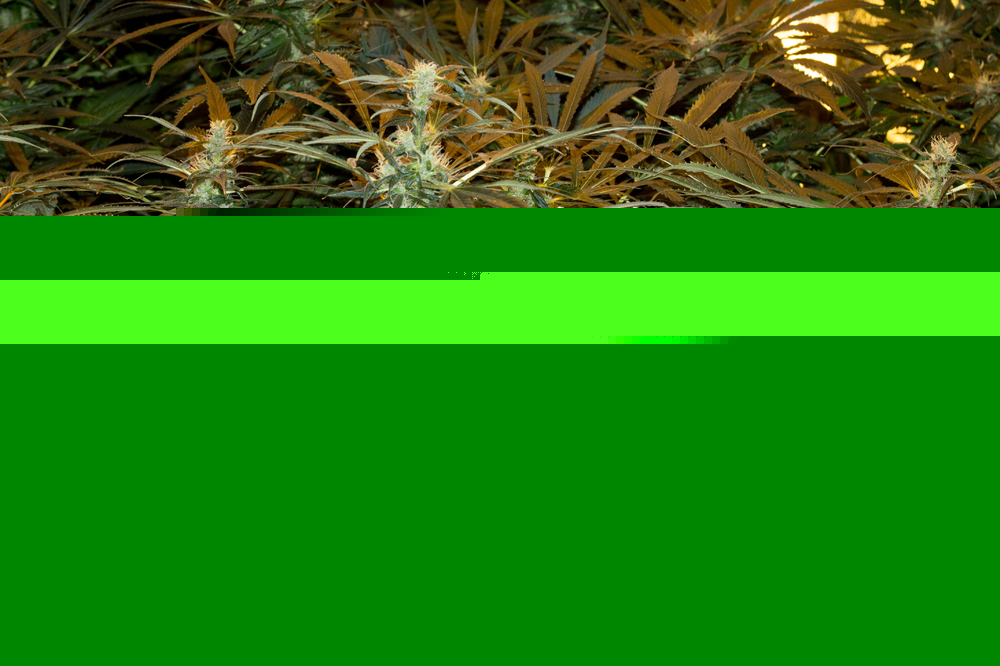 a333.thumb.jpg.b3e647d65ba7308f9a5f25319b90f409.jpg
