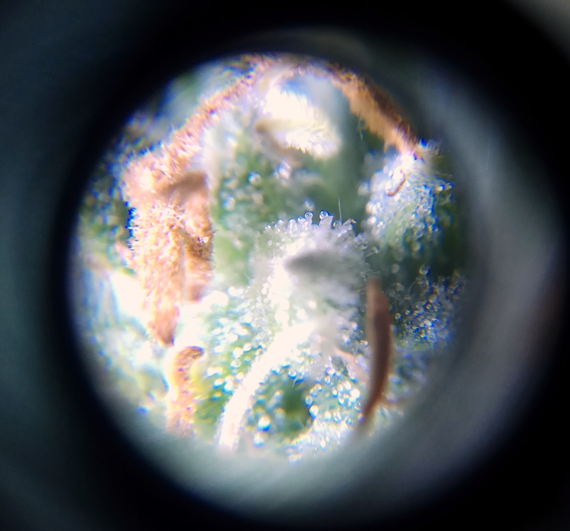 5.thumb.jpg.34c971e032c9e8543508e1095e8157c4.jpg