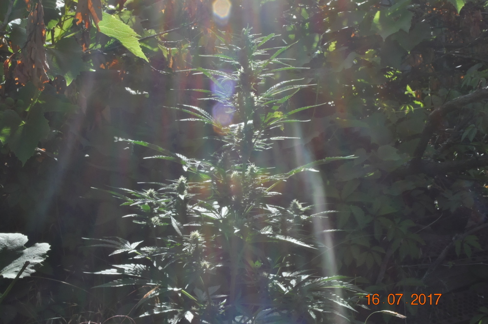 DSC_0012.JPG