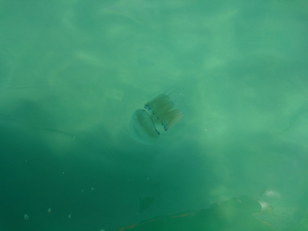DSC_1395.JPG