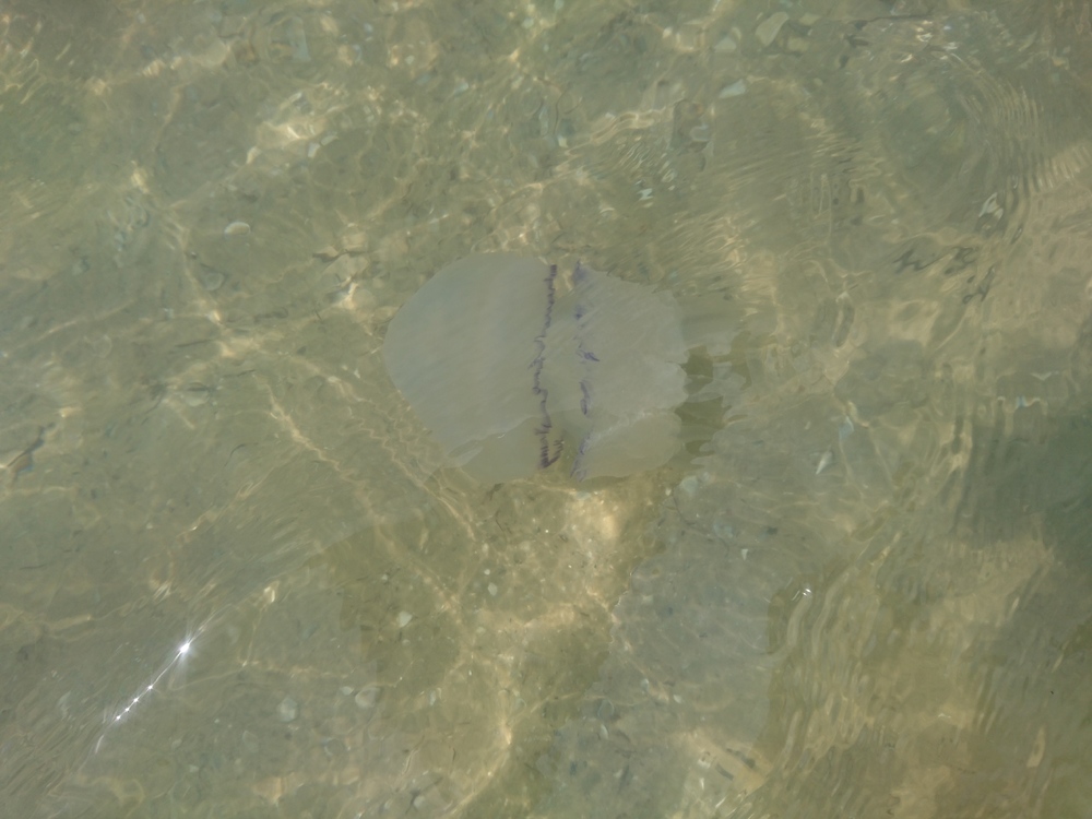 DSC_1506.thumb.JPG.f02b1f432828d901fdc88020e62434e1.JPG