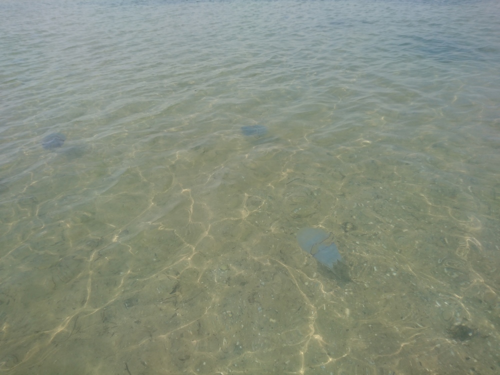 DSC_1507.thumb.JPG.4c8b3173fc3f1a8ef1fdb660260d91d3.JPG