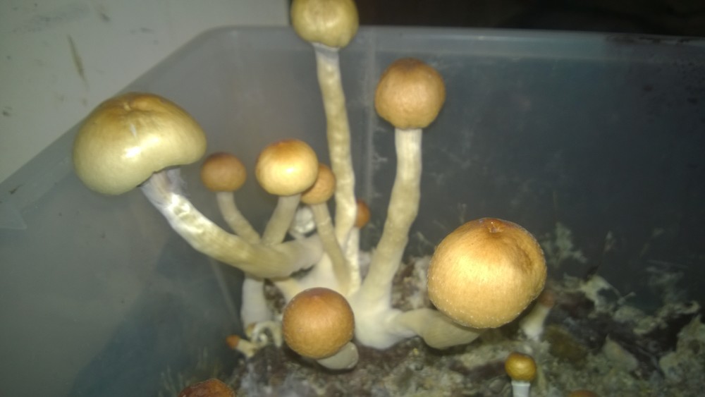 WP_20170729_13_55_53_Pro.thumb.jpg.0ea43f3ff99f297aef763516178800eb.jpg