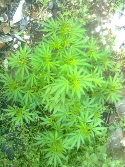 LEMON SKUNK