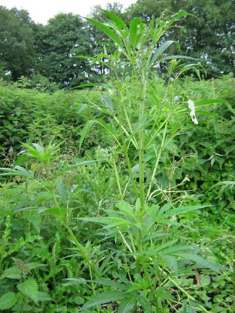 user19251_pic1097544_1372508572.jpg