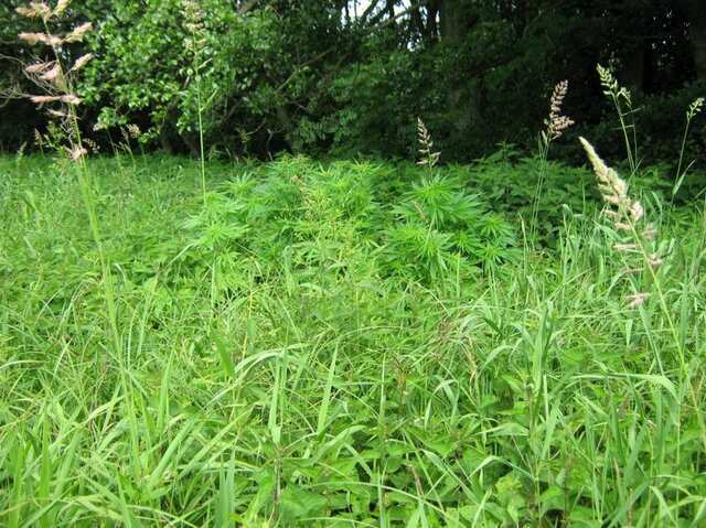 user19251_pic1098208_1372602149.jpg