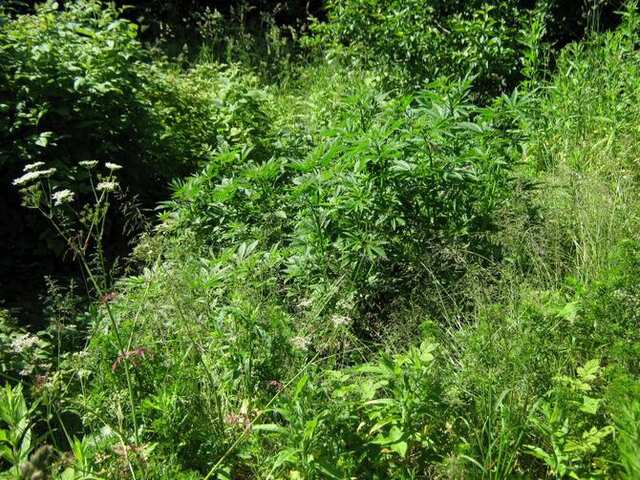 user19251_pic907148_1341084233.jpg