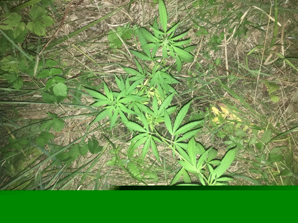 image.jpeg