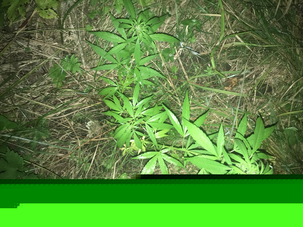image.jpeg