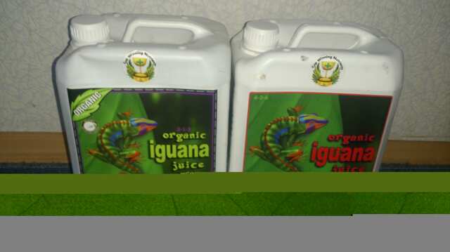 Iguana Organic.JPG