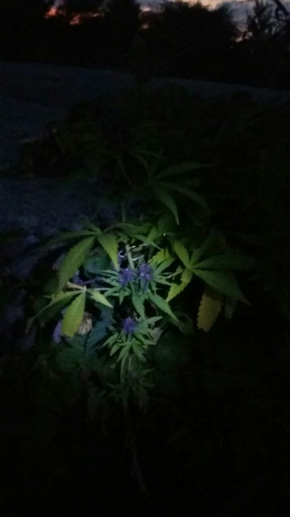 image.jpeg