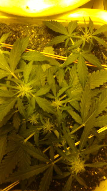 green ledy от Krissa