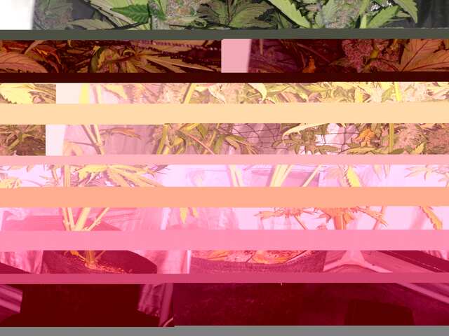 CRYSTAL METH FAST BUDS