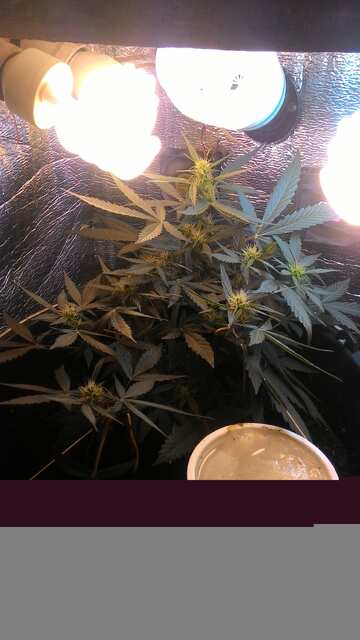 Auto Sour Diesel Fem