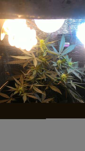 Auto Sour Diesel Fem