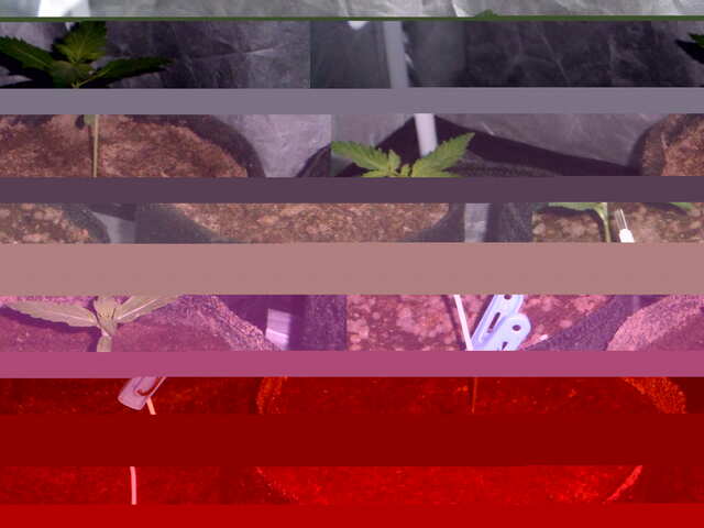 ak-47, crystal meth, djek herer,