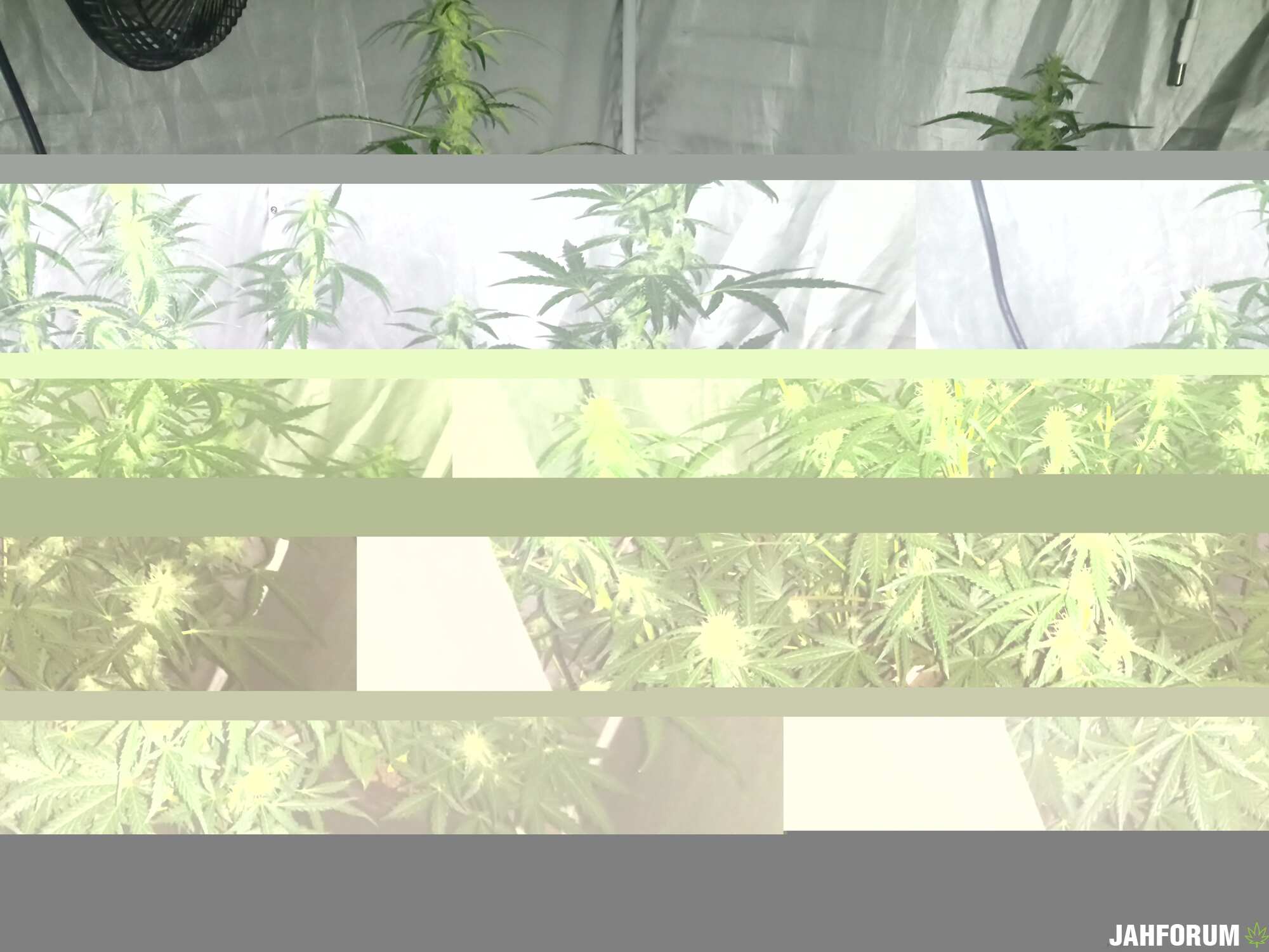 DAY 42 AK-47,CRYSTAL METH