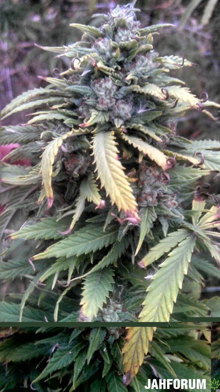 BUBBA KUSH (dinafem)