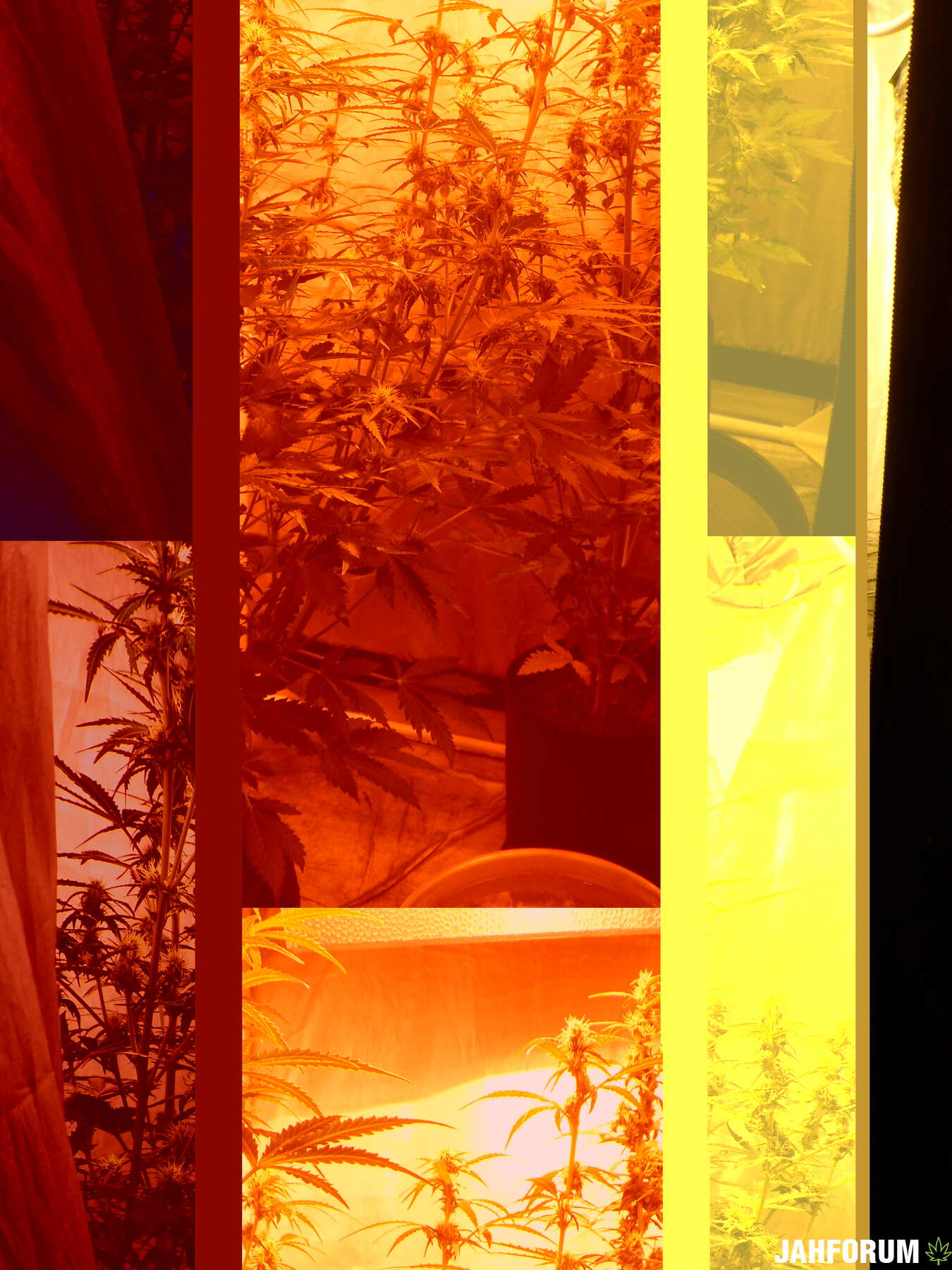 day 40 ak,meth