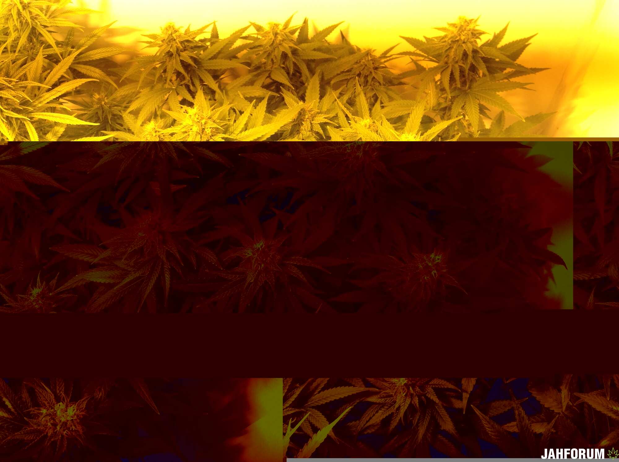 Пинк куш