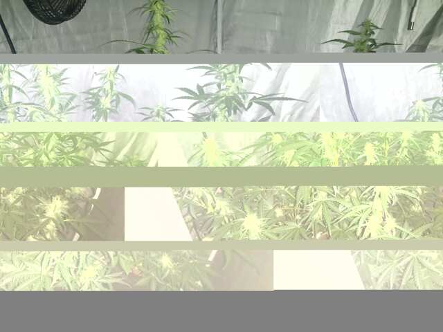 DAY 42 AK-47,CRYSTAL METH