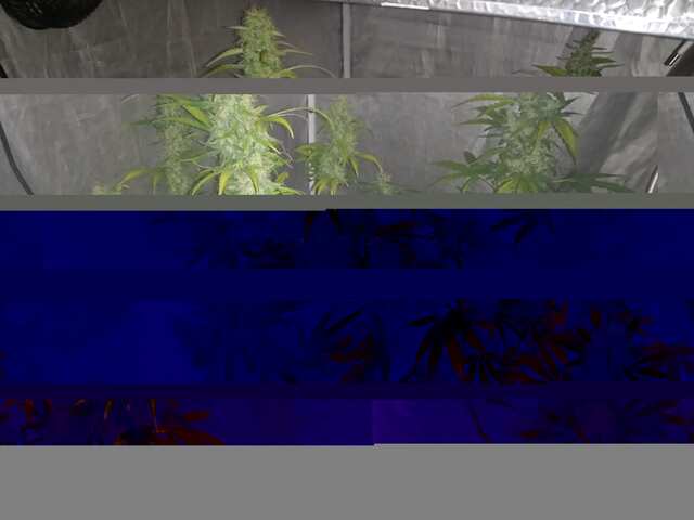 brazi osen prihla DAY 57.