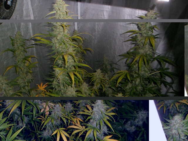 day 60 ak,meth