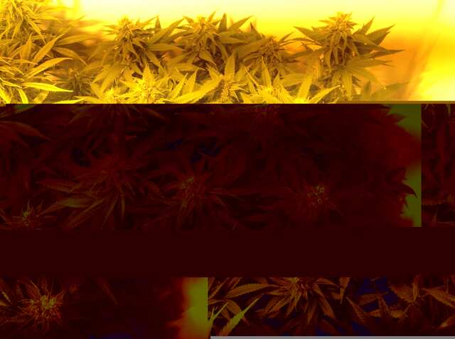 Пинк куш