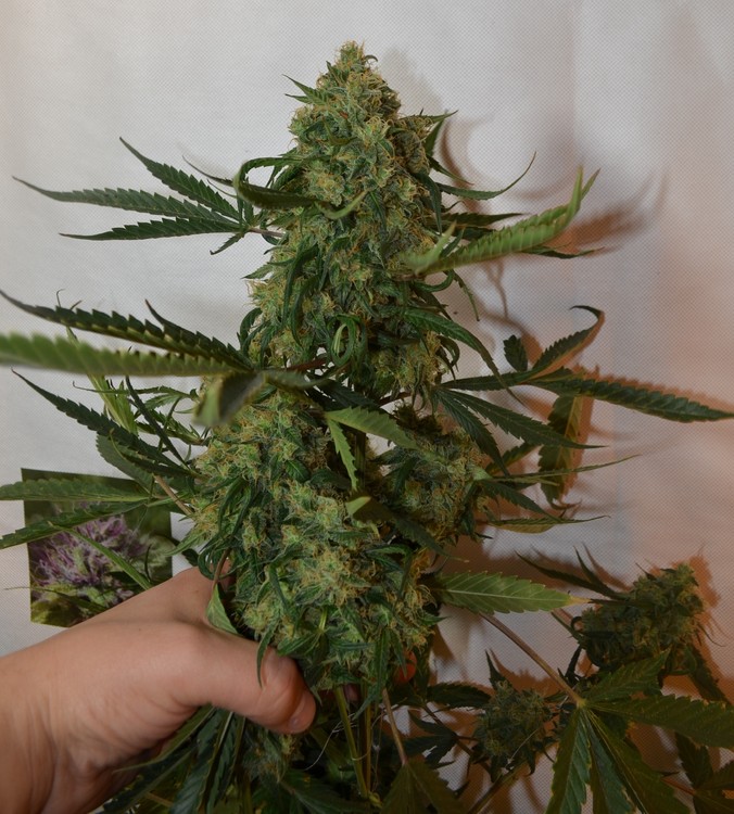 5a1b27b7b9d18_Greenryder.thumb.JPG.2bd82ebe38d1659a5d882ed142f5c37d.JPG