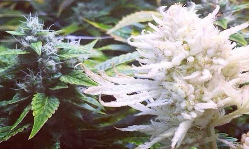 Common-Weed-Mutations-Albino-Weed-2.jpg