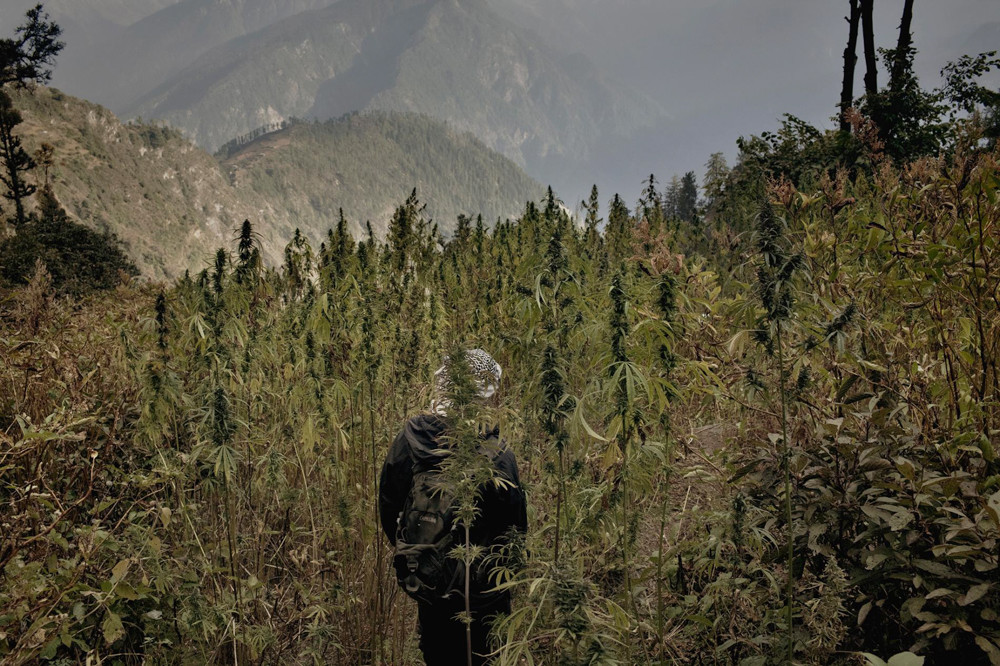 Inside-The-Secret-Weed-Growers-of-Himalayan-Mountains-17-of-17.jpg