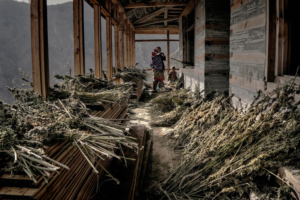 Inside-The-Secret-Weed-Growers-of-Himalayan-Mountains-7-of-17.jpg