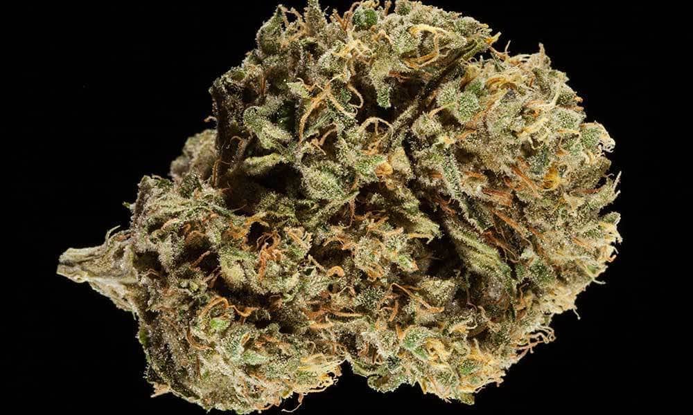 Work-Out-Strains-Durban-Poison.jpg