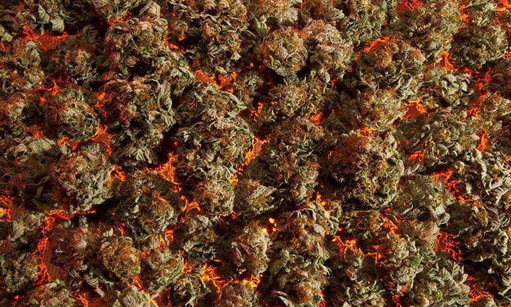 Work-Out-Strains-Orange-Diesel.jpg