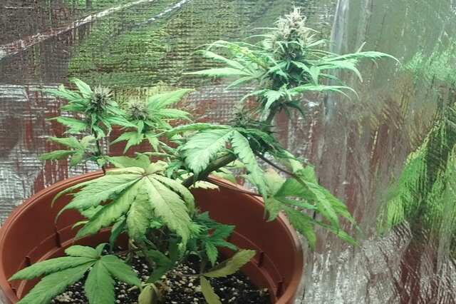 Purple Kush Auto Fem 02.11.2017