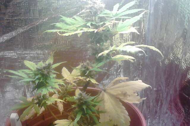 Purple Kush Auto Fem 17.11.2017