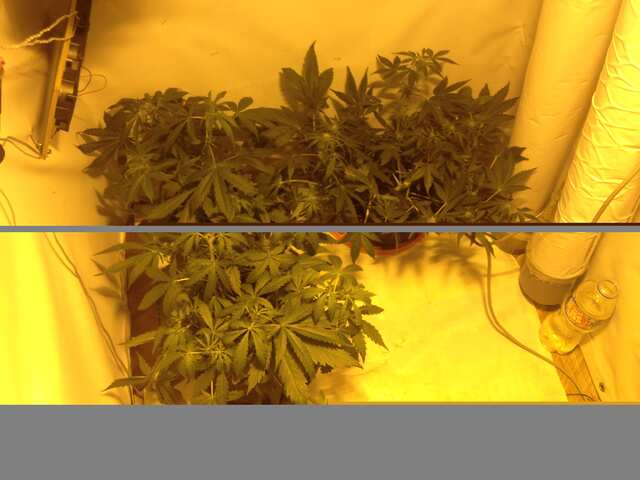 Auto Amnesia fem.& Auto Bomb fem. 1+1+2