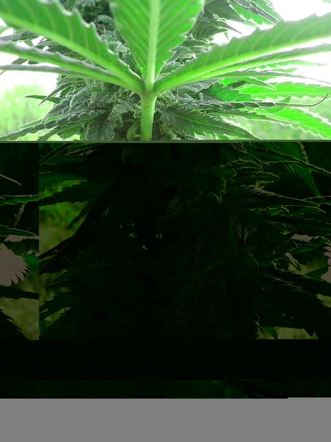 WW фотик от Neuroseeds