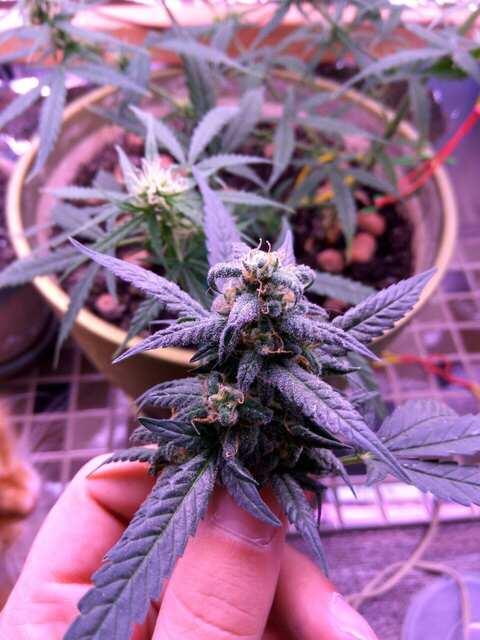 White Russian от Errors Seeds