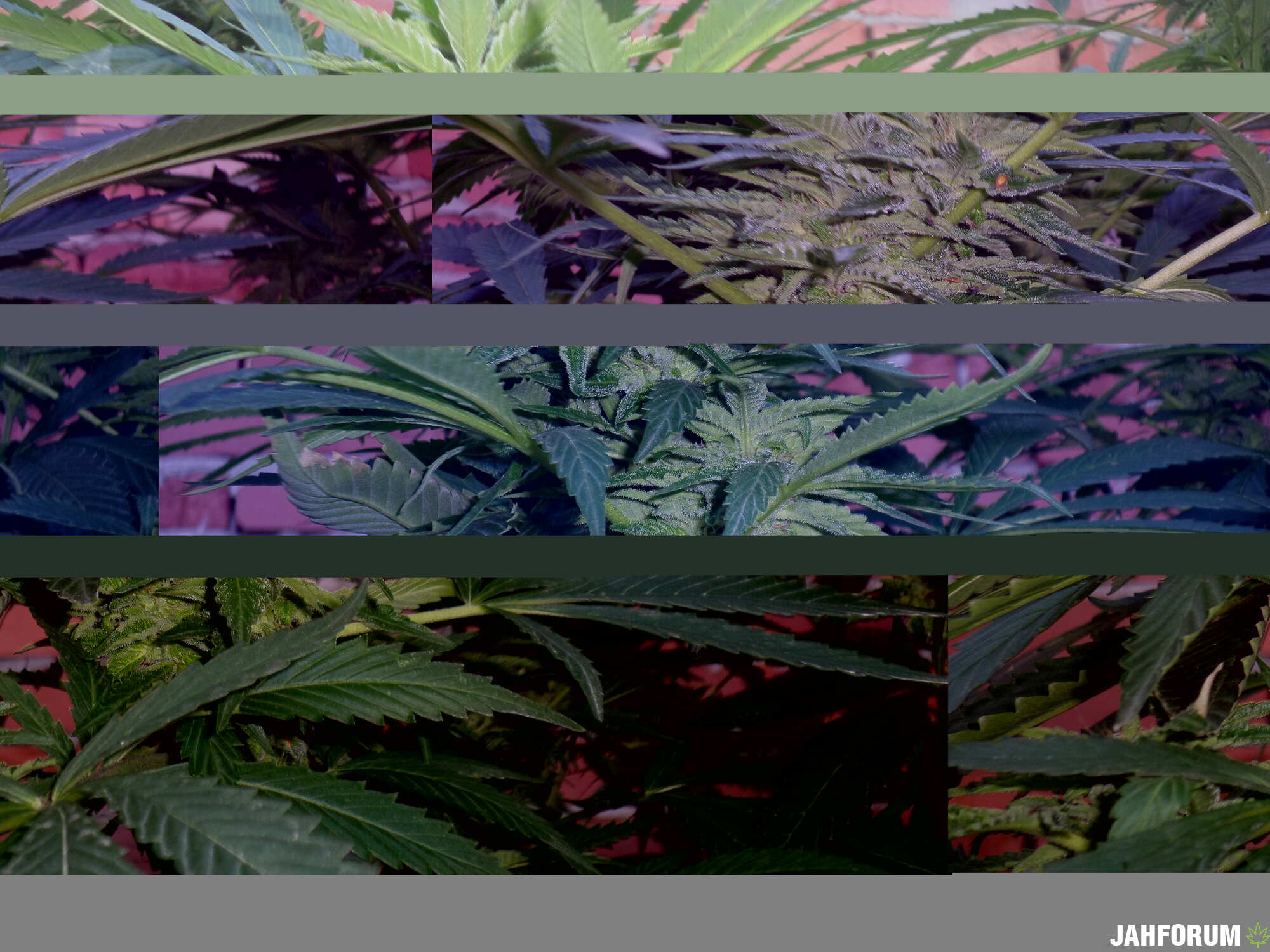 АУТ - 2К17 Харв.