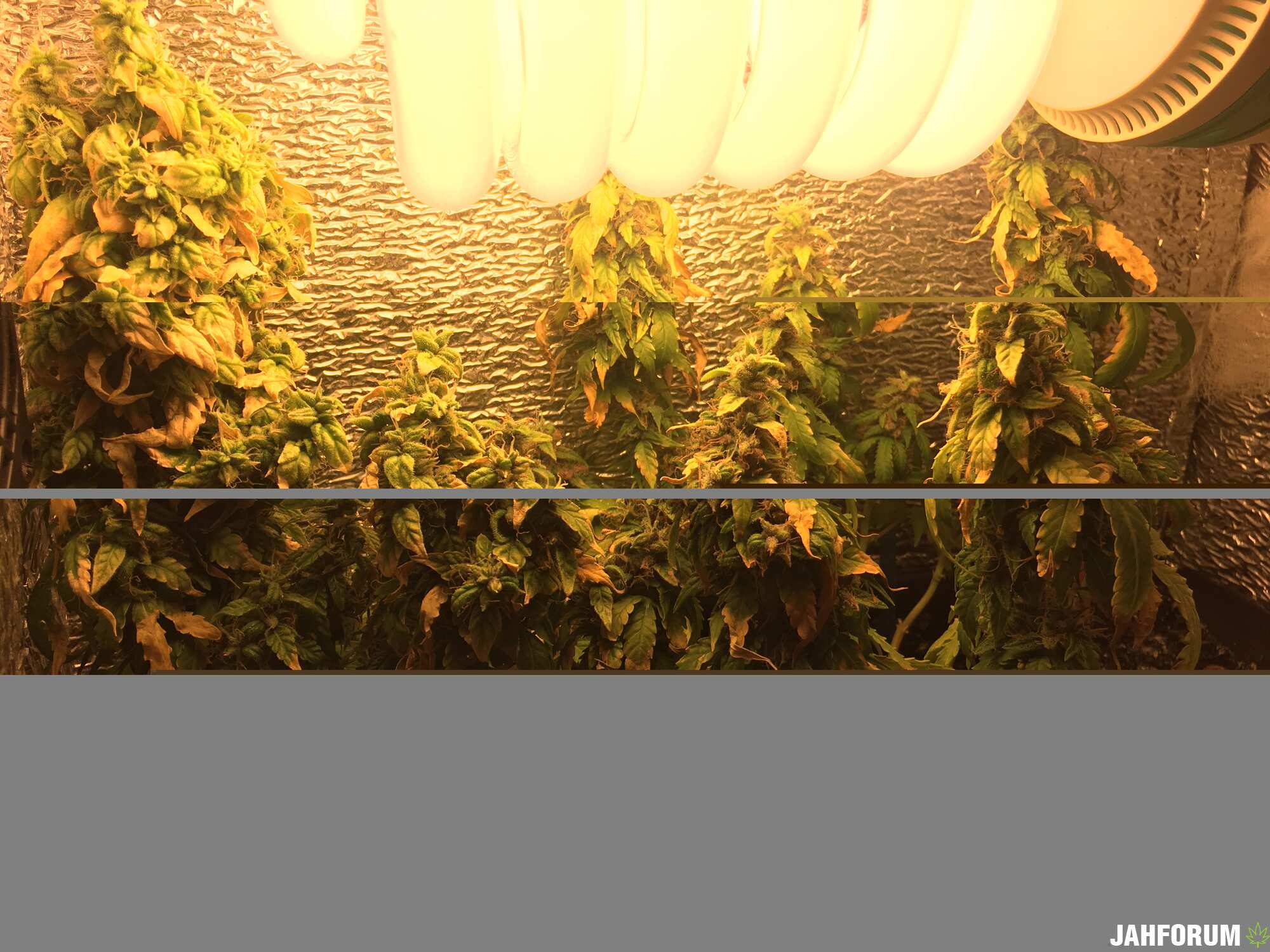 Auto Hitman feminized