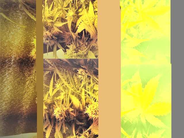 Kali Mist Feminised  от Errors Seeds 43 d
