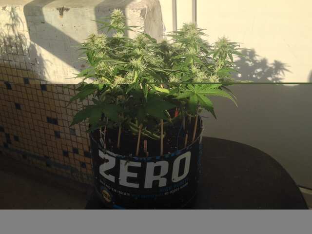 Kali Mist Feminised  от Errors Seeds 45d